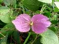 Purple Wings / Dalechampia dioscoreifolia